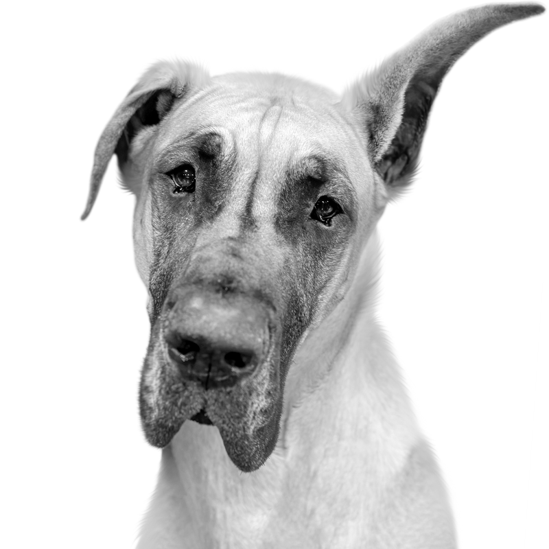 Custom Great Dane portrait from photo