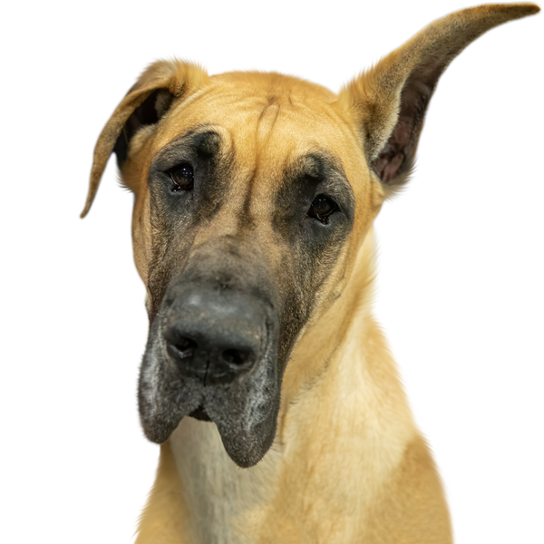 Great Dane portrait in Color style &mdash; custom pet portrait
