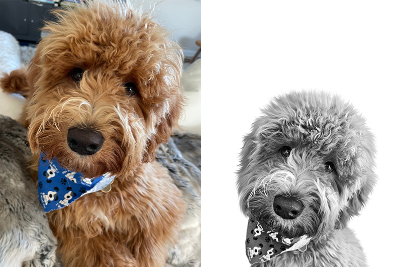 Custom doodle portrait from photo - Goldendoodle, Bernedoodle, Labradoodle
