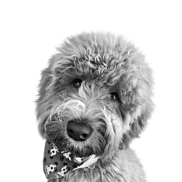 Doodle portrait in Black & White style &mdash; custom pet portrait