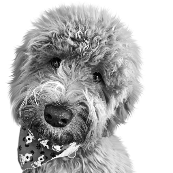 Same pet in Black & White style — four styles from one photo