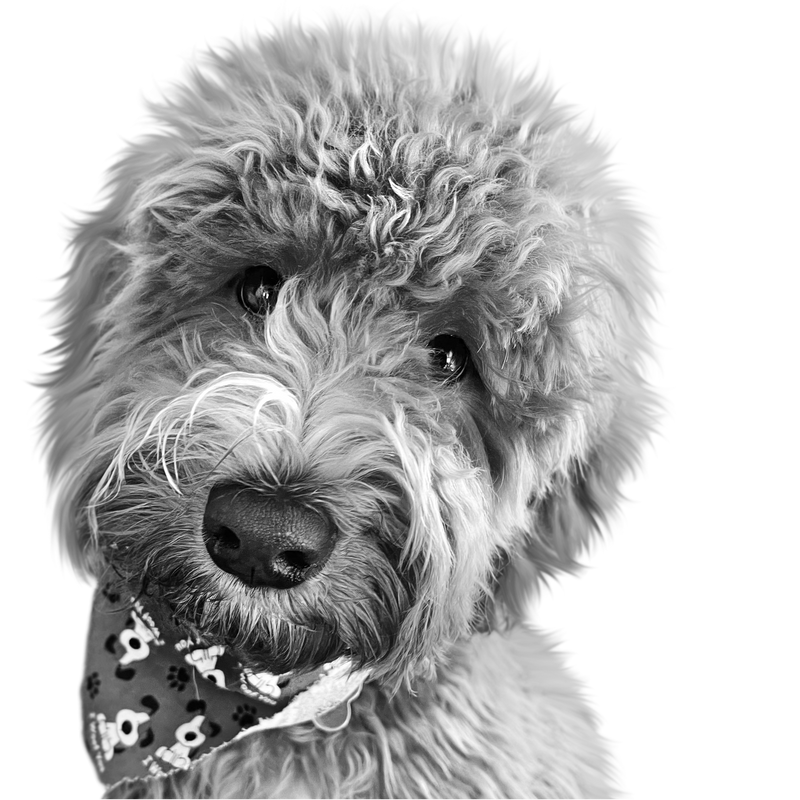 Custom doodle portrait from photo - Goldendoodle, Bernedoodle, Labradoodle