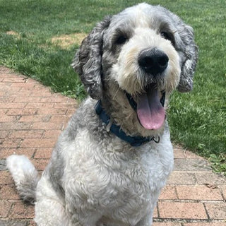 Original pet photo