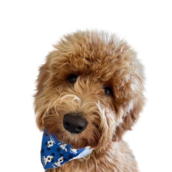 Doodle portrait in Color style &mdash; custom pet portrait