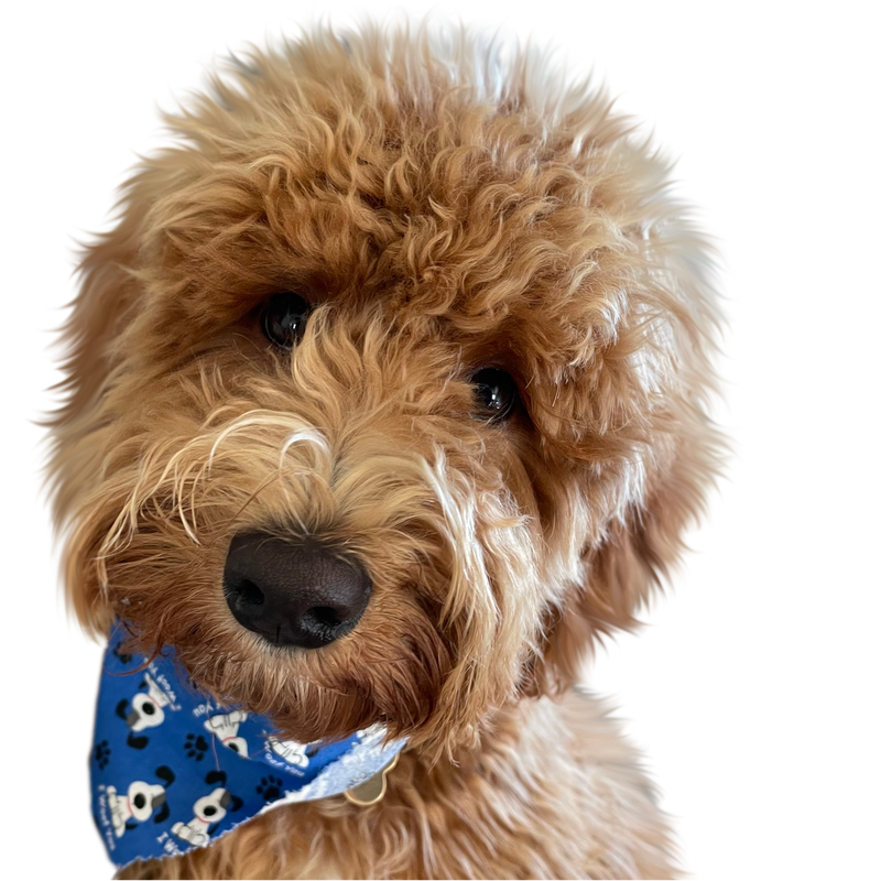 Color pet portrait