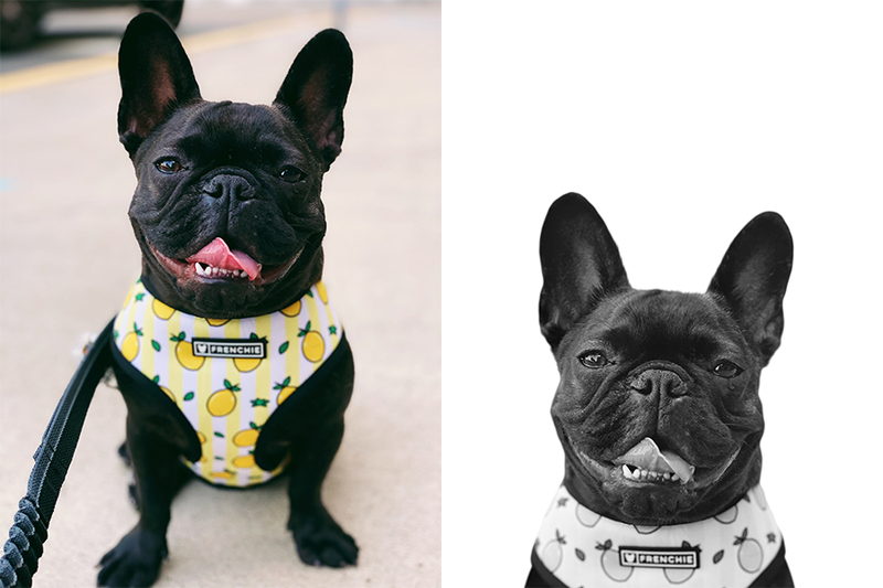 Custom French bulldog portrait from photo
