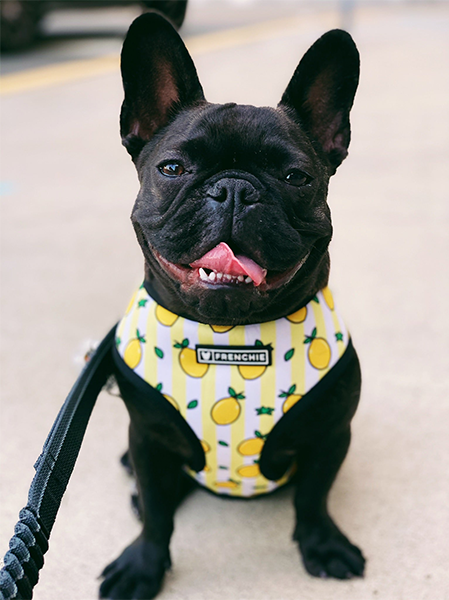 Black dog wearing a yellow outfit with pineapple pattern on a light background