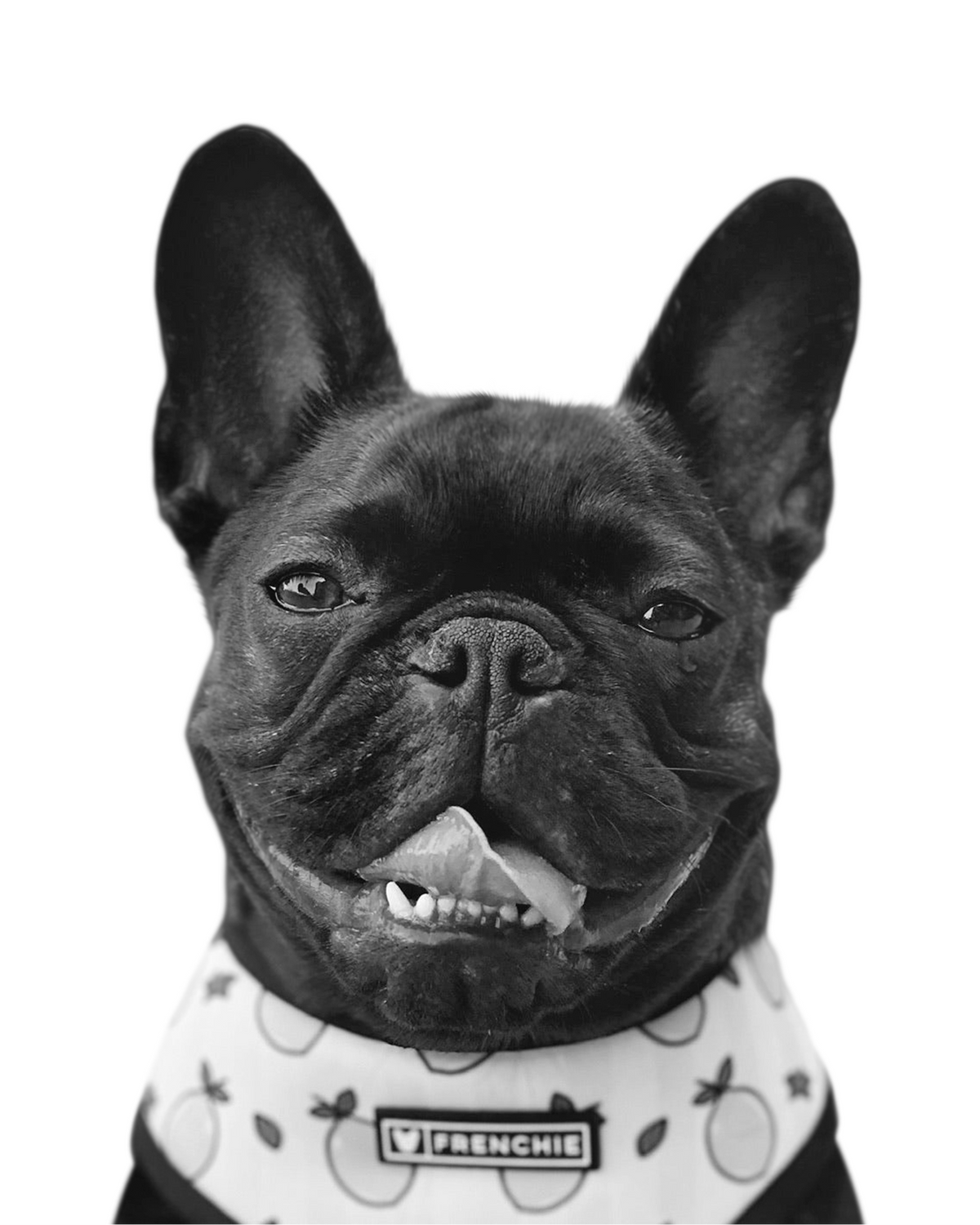 French Bulldog portrait in Black & White