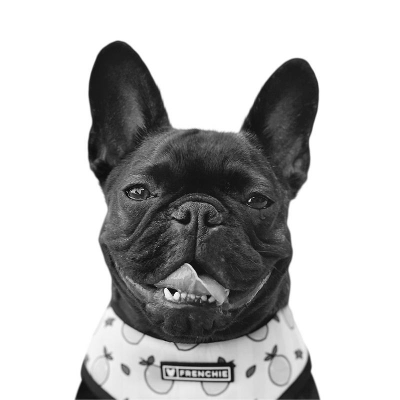 Custom French bulldog portrait from photo