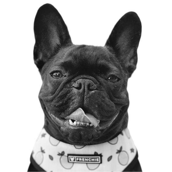 Black & White pet portrait style