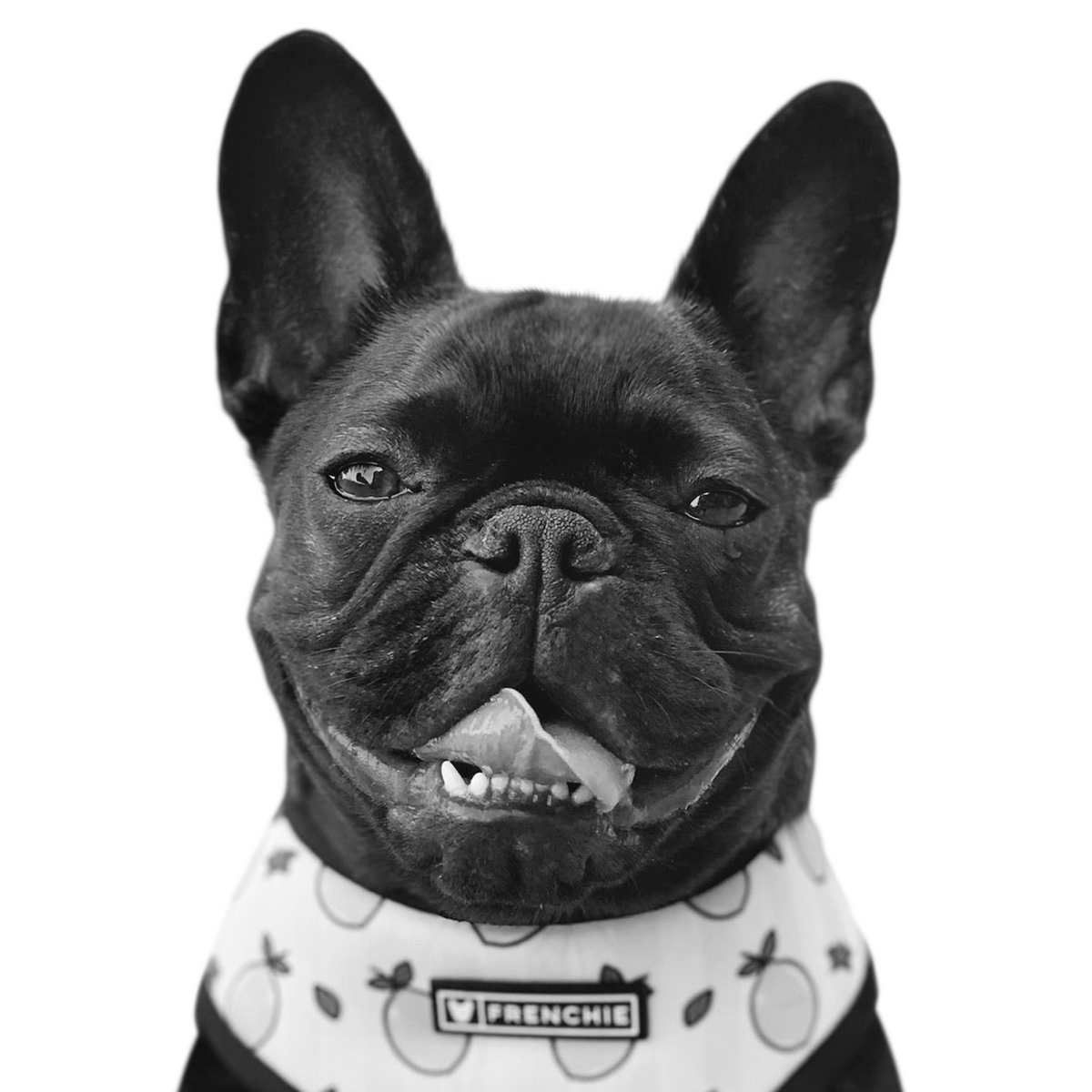 Custom French bulldog portrait from photo