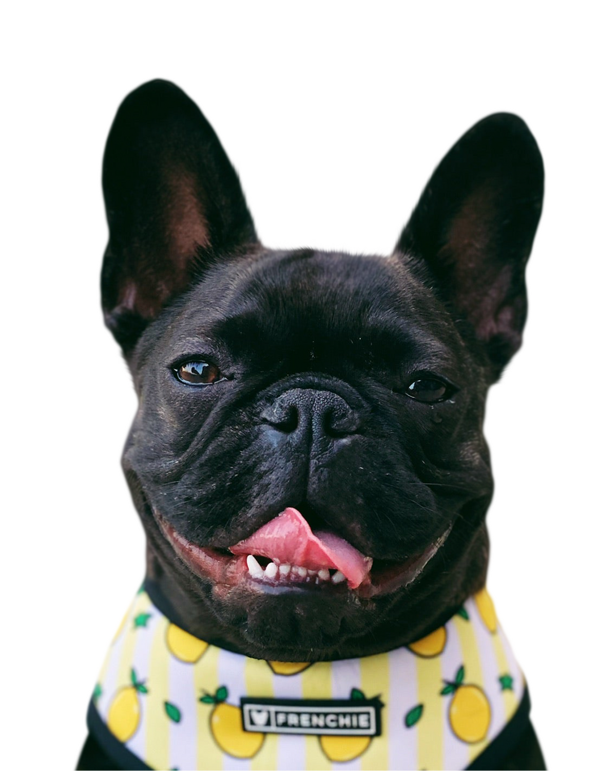French Bulldog portrait in Color