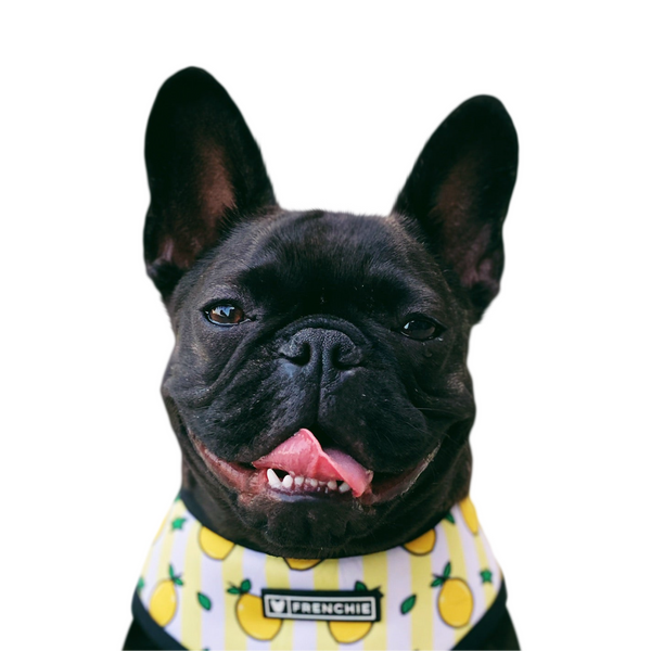 French Bulldog portrait in Color style &mdash; custom pet portrait