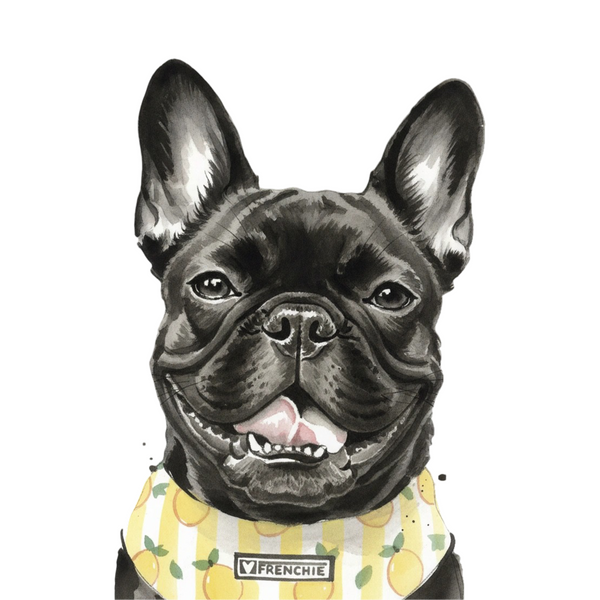 French Bulldog portrait in Ink Wash style &mdash; custom pet portrait