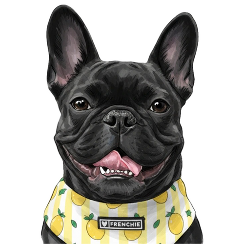Black Frenchie wearing a yellow harness with lemon pattern and 'I ❤️ FRENCHIE' label on a white background