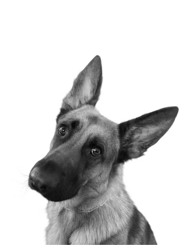 Professional Black & White