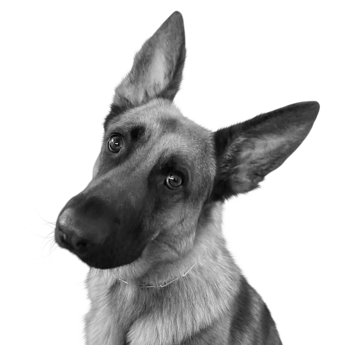 Custom German shepherd portrait from photo