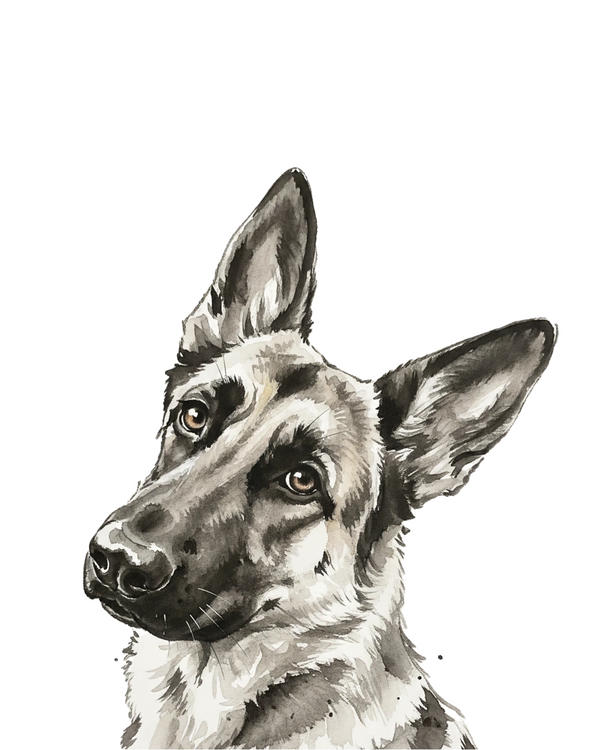 German Shepherd portrait in Ink Wash style &mdash; custom pet portrait