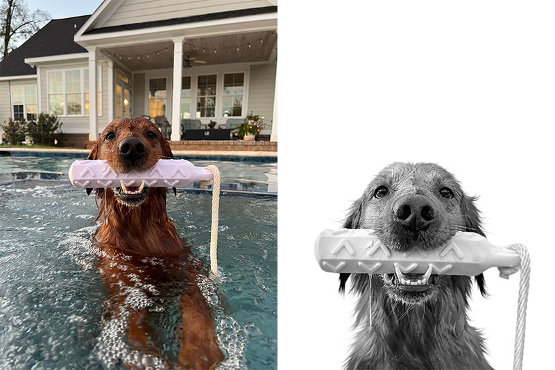 Custom golden retriever portrait from photo