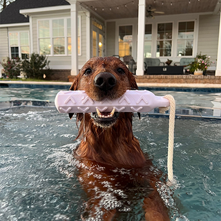 Original pet photo