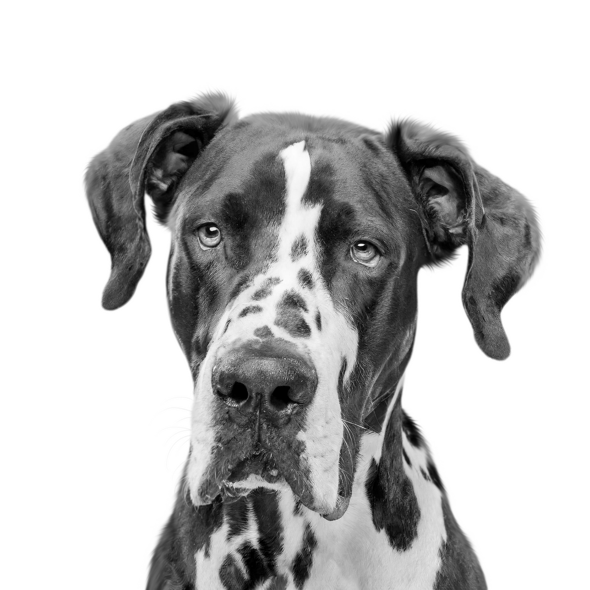 Custom Great Dane portrait from photo