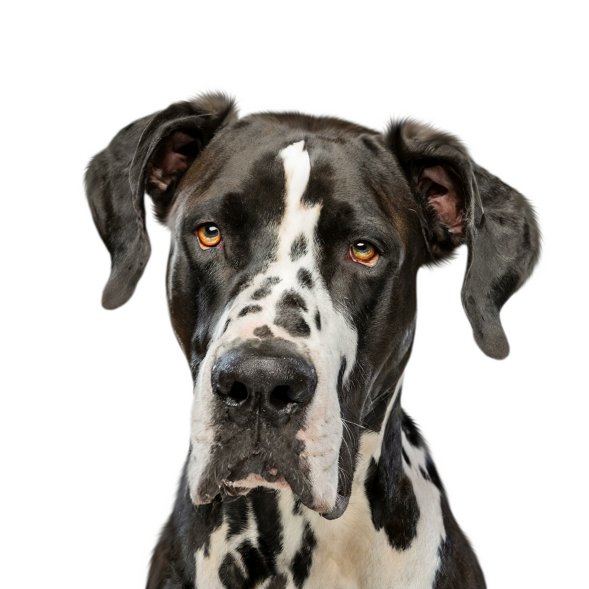 Great Dane portrait in Color
