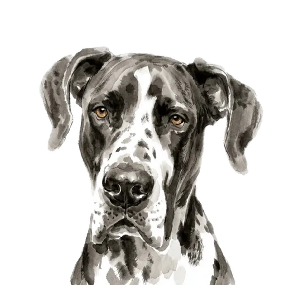 Great Dane portrait in Ink Wash