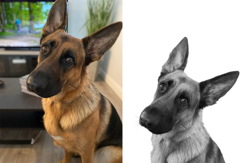 Custom German shepherd portrait from photo