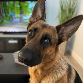 Original pet photo