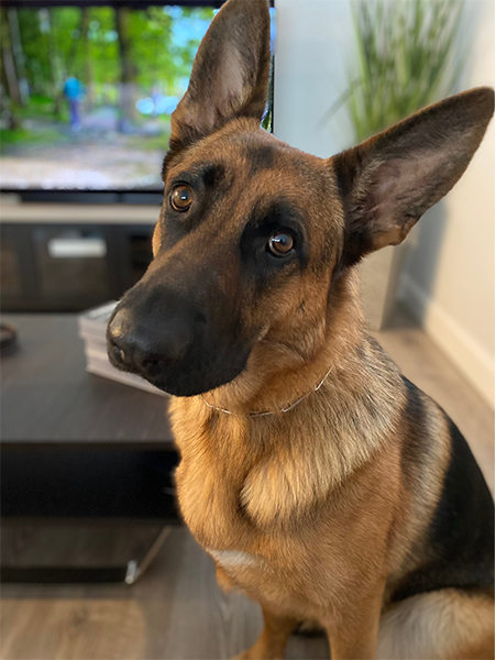 Original pet photo