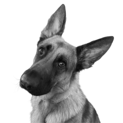 Custom German Shepherd portrait