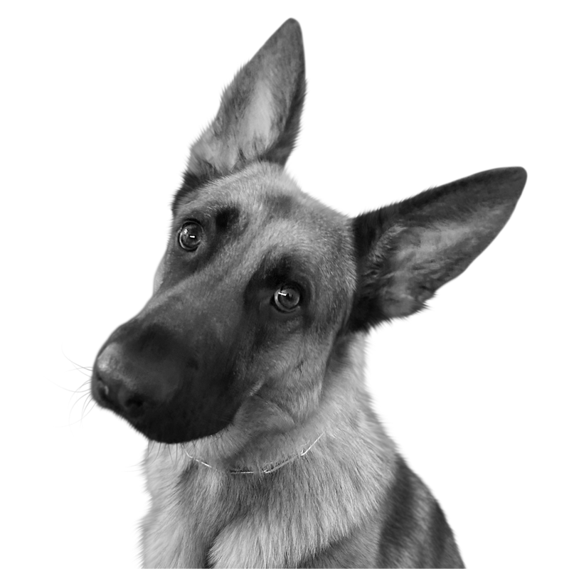 Custom German shepherd portrait from photo