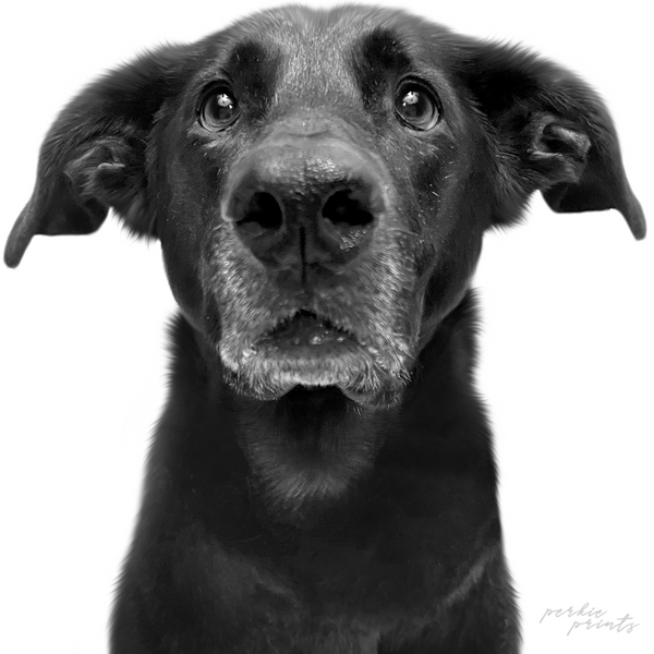 Black & White portrait of Hallie, a black lab