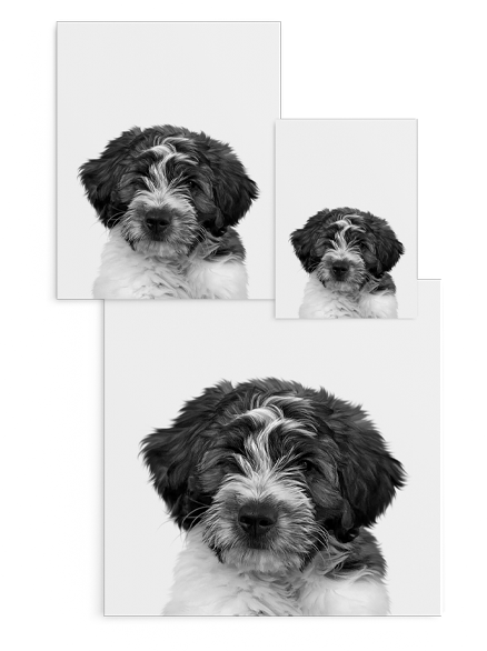 Personalized Perkie Print - Unframed