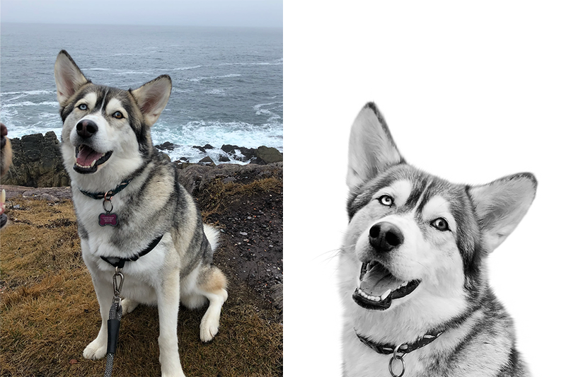 Custom husky portrait from photo