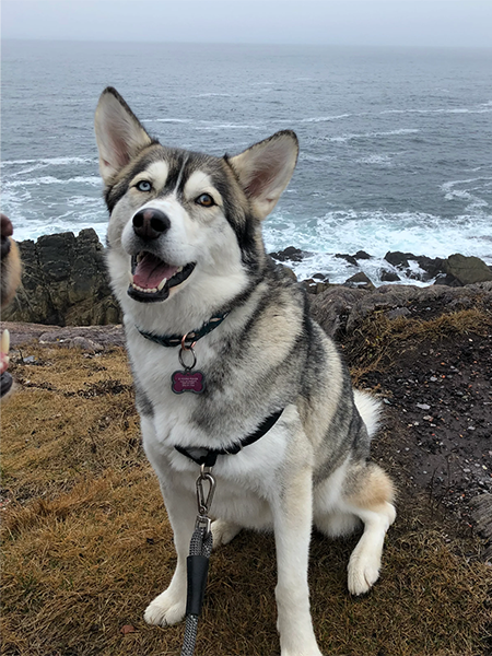 Husky