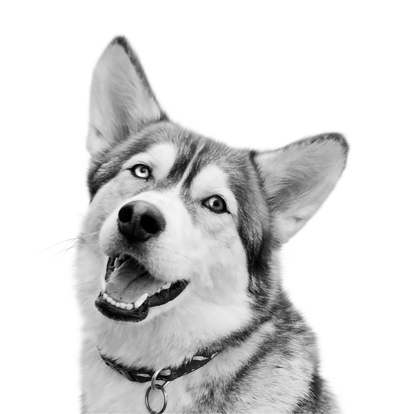 Husky portrait in Black & White style &mdash; custom pet portrait