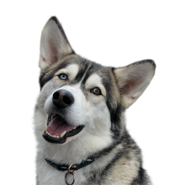 Husky portrait in Color style &mdash; custom pet portrait