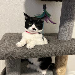 Charley — original photo