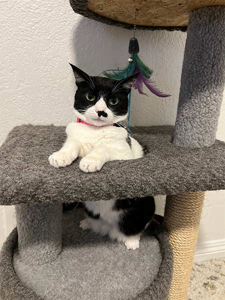 Original pet photo