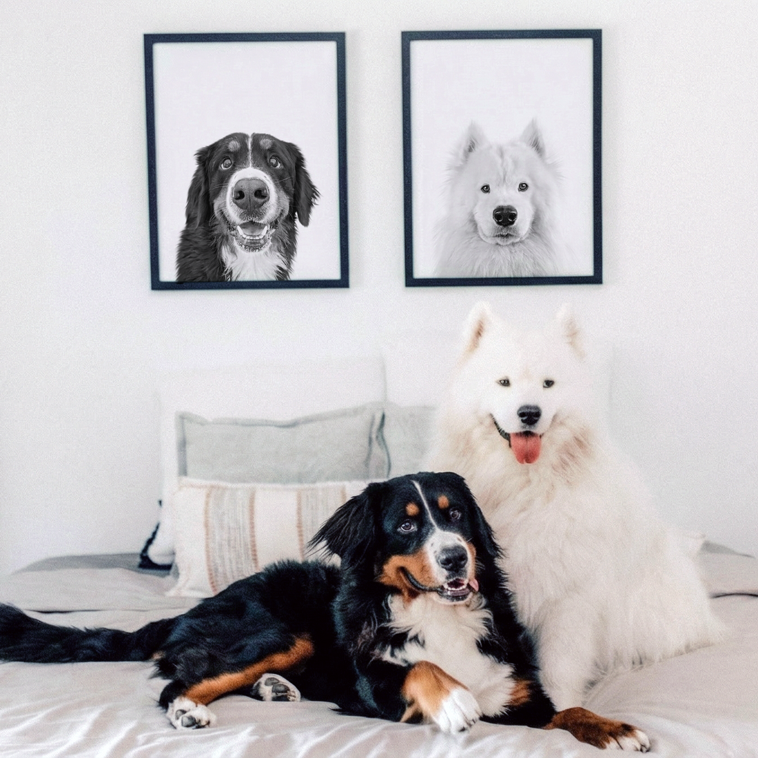 Two dogs on a bed in a room with framed dog portraits and decorative hats on the wall.