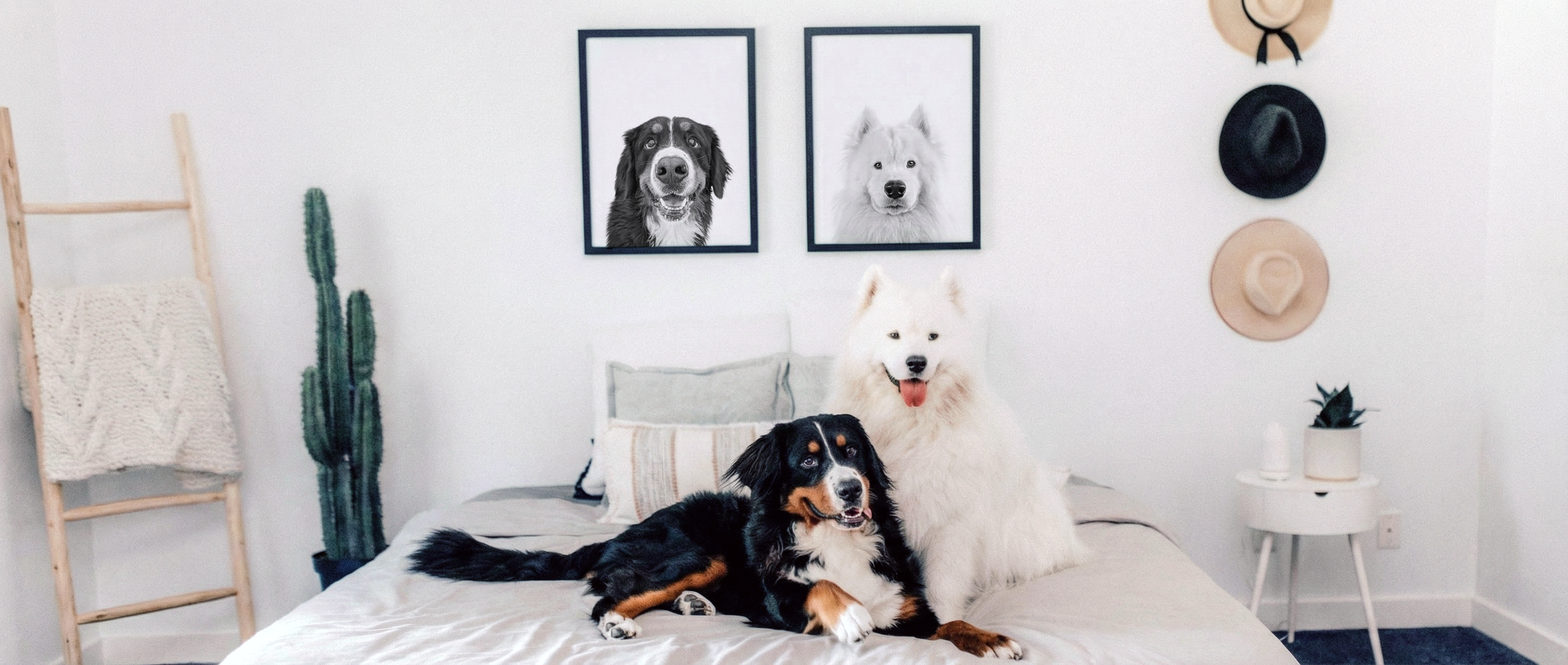 Two dogs on a bed in a room with framed dog portraits and decorative hats on the wall.