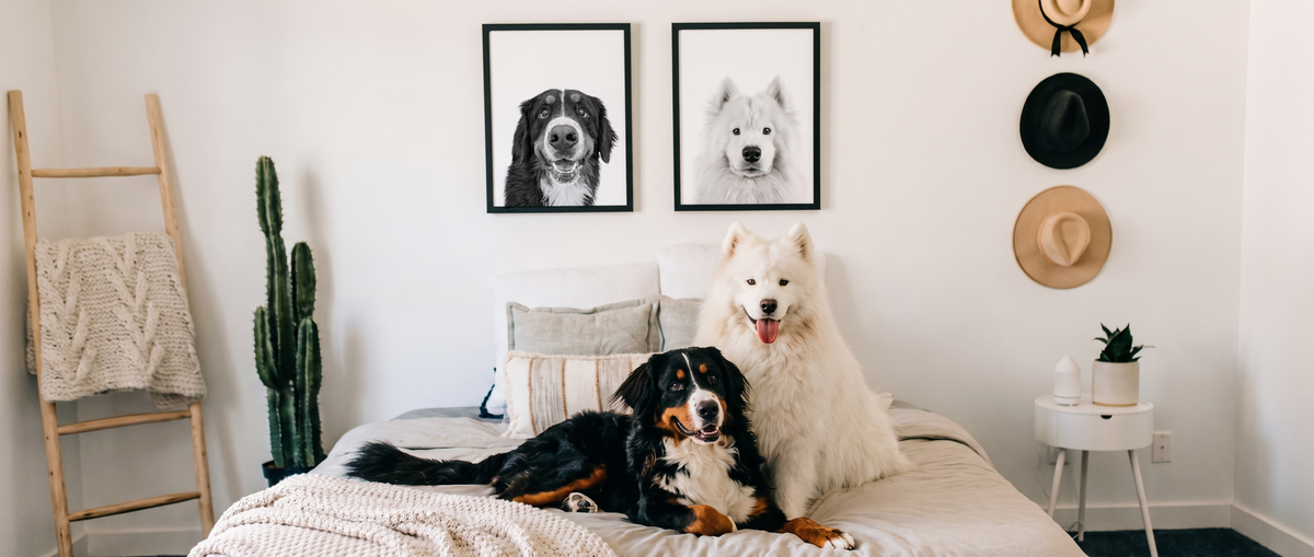 Two framed black-and-white Perkie Print portraits above a bed, and the same dogs below: a Bernese mountain dog lying down, a Samoyed sitting up.