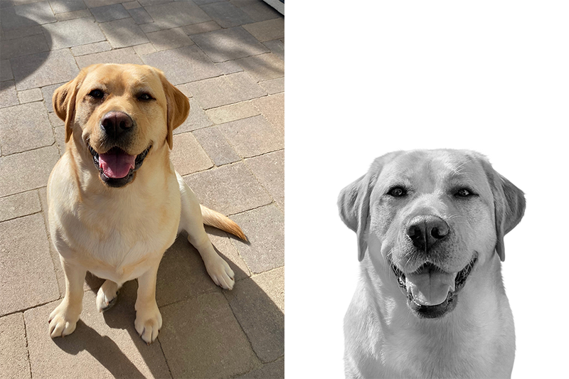 Custom labrador retriever portrait from photo