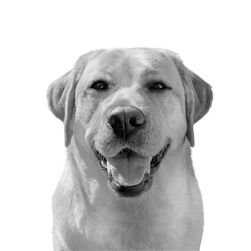 Custom labrador retriever portrait from photo
