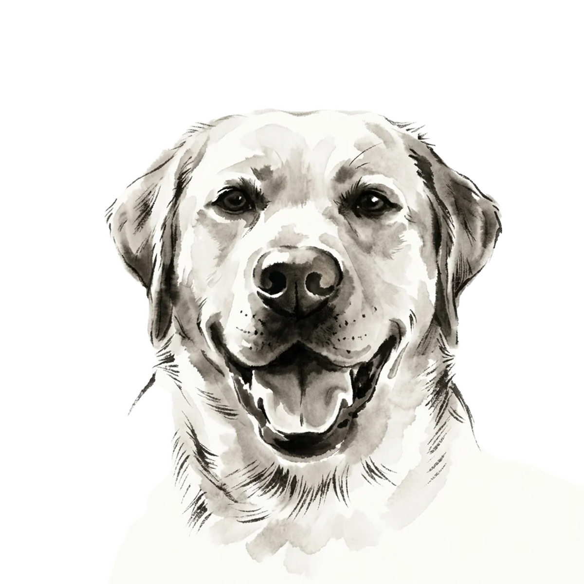 Labrador Retriever portrait in Ink Wash