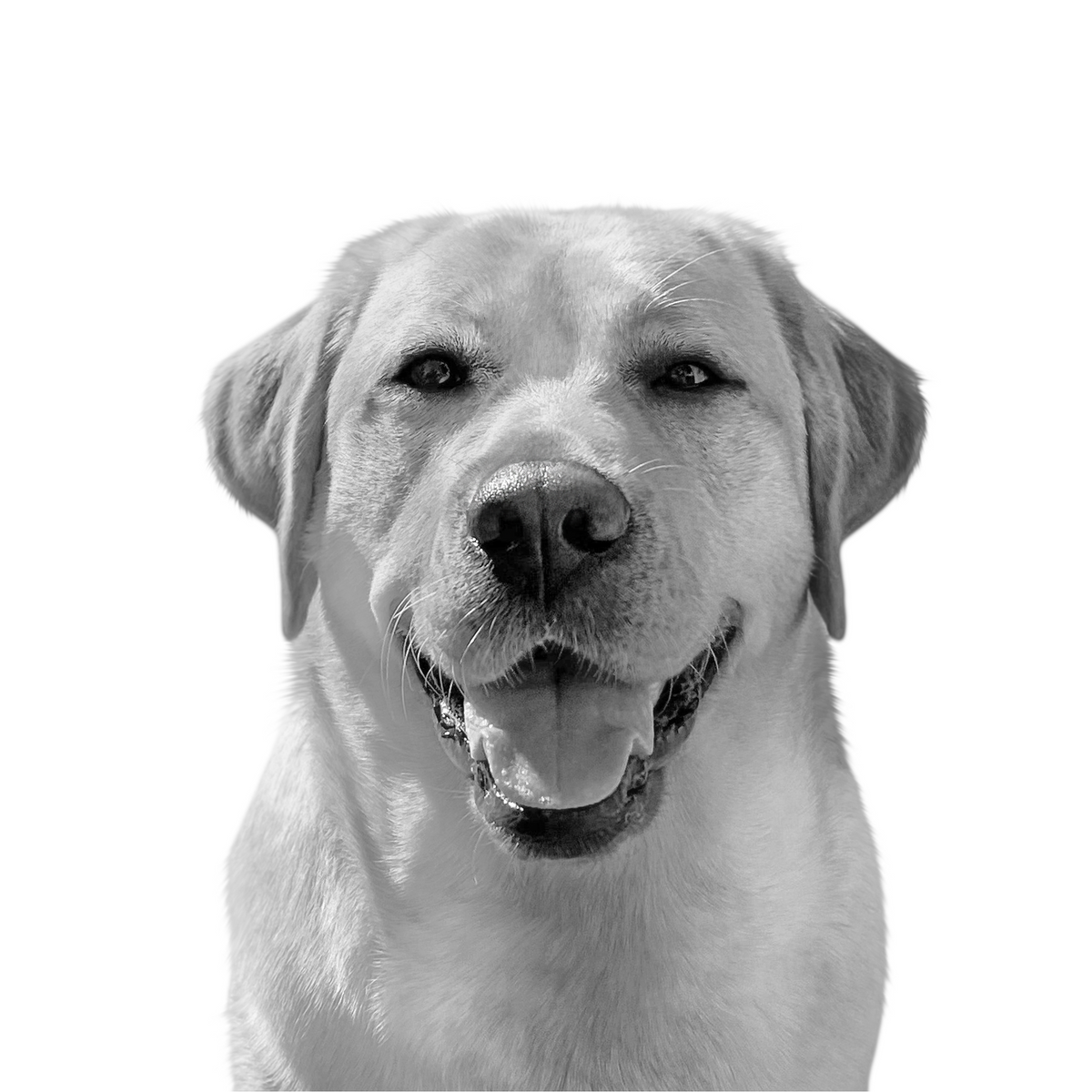Custom labrador retriever portrait from photo