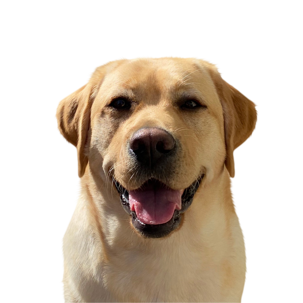 Labrador Retriever portrait in Color style &mdash; custom pet portrait