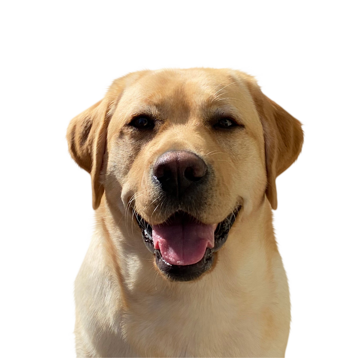 Labrador Retriever portrait in Color