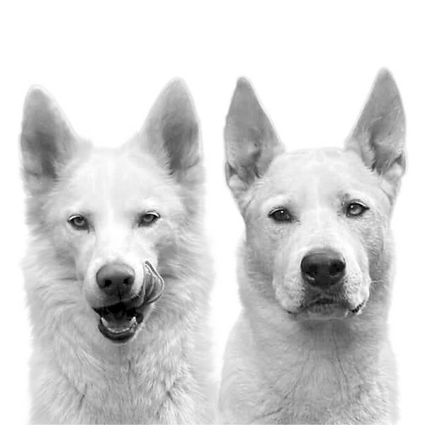 Two pets composed together in one portrait